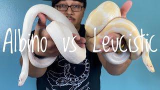 What’s the Difference? - Albino vs White Leucistic Snakes