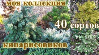 Кипарисовики: 40 сортов в одном видео. Мой опыт выращивания.