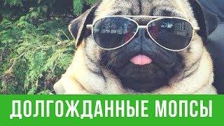 Приколы! Подборка Смешнот с Мопсами. Мы вернулись! 2 минуты хорошего настроения!