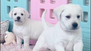 Three lab puppies ￼