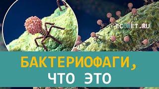 Бактериофаги, что это | ECONET.RU