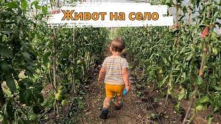 ЖИВОТ НА СЕЛО: ВСИЧКО НИ Е ПЕСЕН!