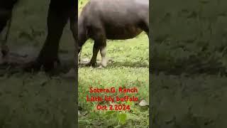 Sotera g. RANCH # LITTLE LILY BUFFALO # HAPPY #100% TURN INCOME TO ASSET# BEST INVESTMENT