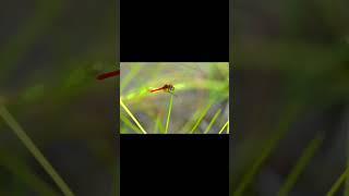 Butterfly  leaf  #short #footage