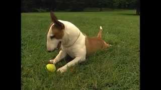 Miniature Bull Terrier - AKC Dog Breed Series