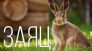 HARE: He's not a rabbit | Interesting facts about hares, rabbits and animals of the Planet Earth