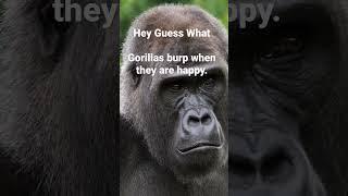 Hey Guess What #facts #gorilla #interestingfacts