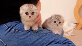 The kitten sisters sitting on their owner's lap were so cute!