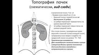 Ультразвуковая анатомия и эхосемиотика структурных изменений почек