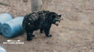 GIGANTIC BLACK BEAR | Manitoba