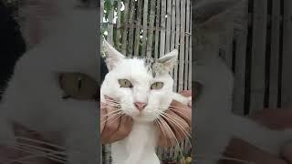 #cat .