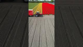Holland tulip's fields