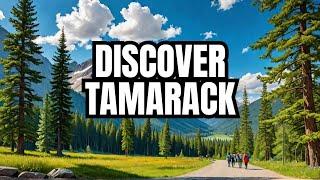 The Hidden Gem of West Virginia: Tamarack