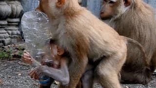 Rozana Rides On Baby Rocky 49 Days Old's Back, Biting Plastic Bottle So Fun