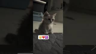 #cat #cats #catlover #catvideos #animals #islam #muslim #yt #shorts #kitten #babycat #cute #cutecat