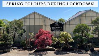 Herons Bonsai Spring Colour during Lockdown