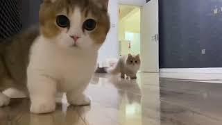 Cure Cat With Short Leg Running #shorts #tiktok