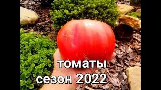 Обзор ТОМАТОВ/  СЕЗОН 2022/ Сорта и Гибриды/18 сортов/#деревня #tomato #village #обзортоматов #осень