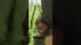 #squirrel  #shorts #youtubeshorts - 4k | Beautiful animal |  NATURE RELAXATION MOVIES