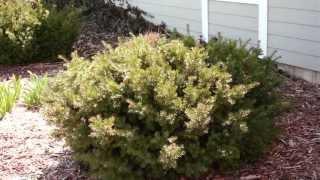 Pruning Evergreen Shrubs to Maintain Natural Form