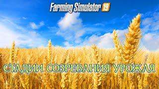 Farming simulator 2019 СТАДИИ СОЗРЕВАНИЯ УРОЖАЯ (БЫСТРЫЙ НАГЛЯДНЫЙ ТЕСТ ) 