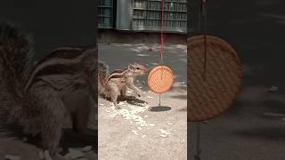 Cute palm squirrel