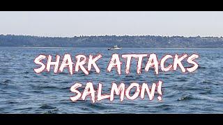 Fishing For Coho Salmon | Shark Encounter | Area 10