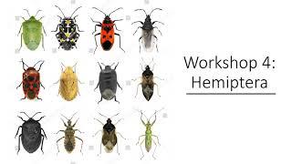 Workshop #4 - Hemiptera (True Bugs)