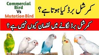 What is Commercial Birds & Mutation Bird  I Profitable commercial birds in pakistan