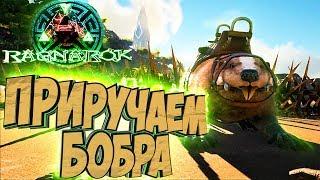 ПРИРУЧАЕМ БОБРА - ARK Survival Evolved Выживание на Ragnarok #5