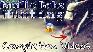 Kasili o Palos Hunting | Traditional Eel Fishing | Best Compilation Videos