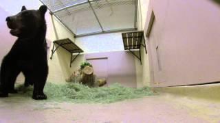 Grizzly Bear Arrival at Reid Park Zoo