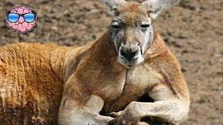 Top 10 Most DANGEROUS ANIMALS In AUSTRALIA