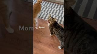 The relaxing sounds of breakfast