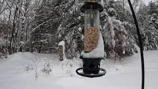 Winter snow storm with the birds - New Hampshire