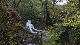 Brocéliande, Brittany's enchanted forest • FRANCE 24 English