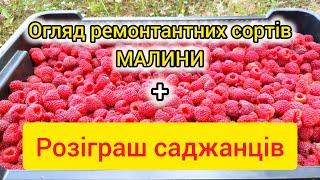 Розіграш саджанців та огляд малини. Ремонтантна малина. Збір малини осіню.