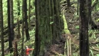 The Avatar Grove and Canada's Gnarliest Tree!