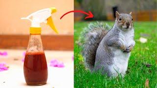 How To Get Rid Of Squirrel - Keep Ground Squirrels Away Naturally Out Of Attic, Yard, And Garden.