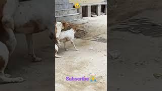 OMG  dog funny video #shorts #funny #viral #dog #sexy #video