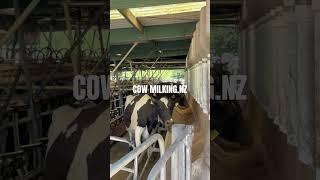 Milking #youtube  #farming  #shortvideo #awesome #experience