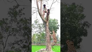 Farmer boy in attack leopard in field. #vfx #foryou #video #shorts #videos