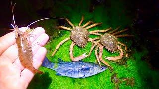 Big Wild Prawns - Mullet - Giant Spider Crabs ! Catch & Cook , Coastal Foraging