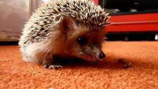 Ежик обедает/Hedgehog beats worms