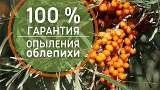 Простой способ опыления облепихи. Эффект 100%