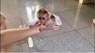 Super tiny Linda monkey weighs 400g