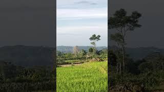 sejoli mesum di gubuk  tengah sawah