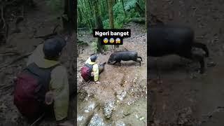 Babi Hutan Ngepet Berani nya setengah hati