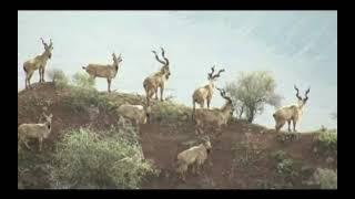 Hunting Bukharan Markhor in Tajikistan  by #saiditagnob