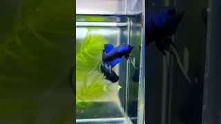 Blue Sunrise Imbellis wild betta.. 